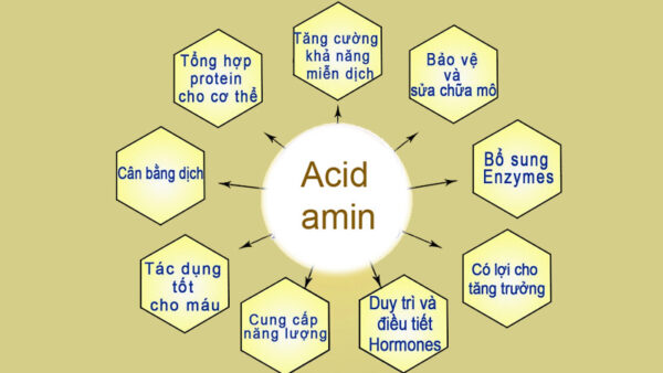 Axit amin cấu tạo nên protein