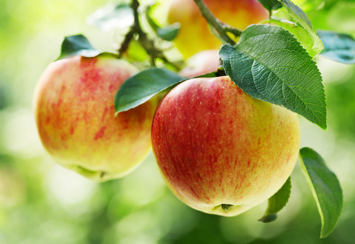 ăn táo có giảm cân không